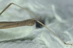 Sastrapada baerensprungi