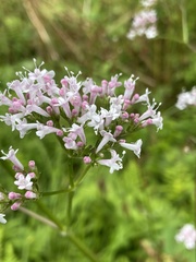 Valeriana