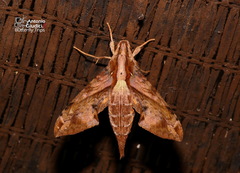 Eupanacra mydon