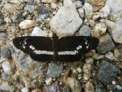 Castilia griseobasalis