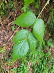 Rubus parviaraliifolius