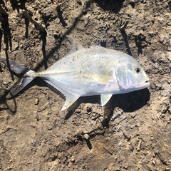 Caranx ignobilis