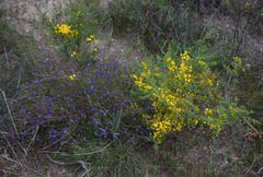 Comesperma scoparium