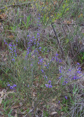 Comesperma scoparium