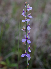 Comesperma scoparium