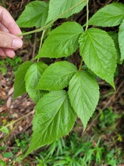 Rubus parviaraliifolius