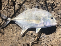 Caranx ignobilis