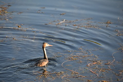 Podiceps cristatus
