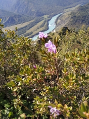 Rhododendron