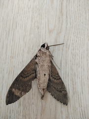 Agrius convolvuli