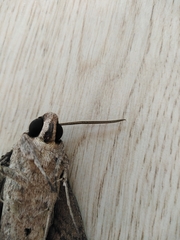 Agrius convolvuli