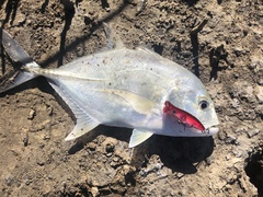 Caranx ignobilis