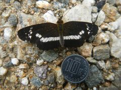 Castilia griseobasalis