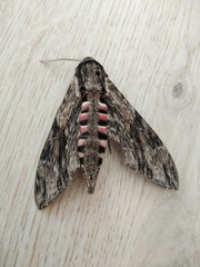 Agrius convolvuli