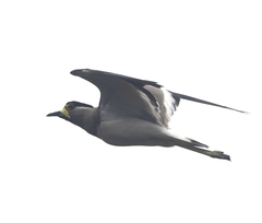 Vanellus malabaricus