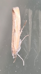 Agriphila inquinatella