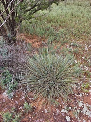 Lomandra effusa