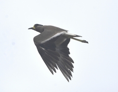 Vanellus malabaricus