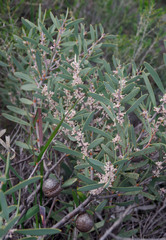 Hakea incrassata