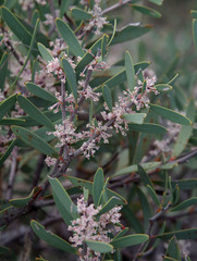 Hakea incrassata