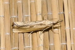 Agriphila inquinatella