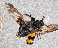 Nicrophorus vespillo