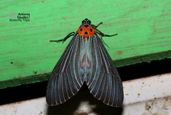 Neochera marmorea