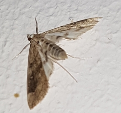 Parapoynx stratiotata