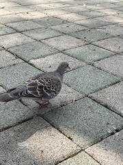 Streptopelia orientalis