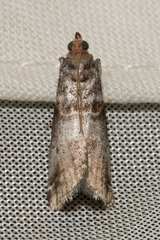 Acrobasis advenella