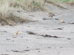 Charadrius obscurus aquilonius
