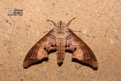 Marumba
