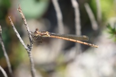Lestes disjunctus