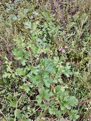 Erodium crinitum