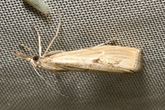 Agriphila inquinatella