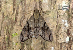 Cerberonoton rubescens