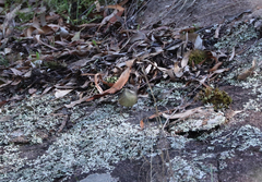 Sericornis frontalis