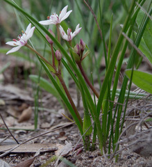 Burchardia multiflora