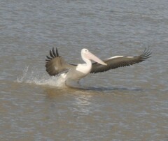 Pelecanus conspicillatus