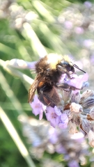 Bombus
