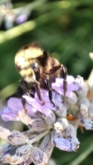 Bombus