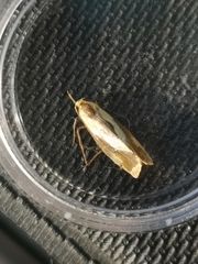 Harpella forficella