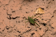 Insara elegans
