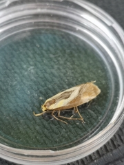 Harpella forficella