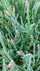 Salicornia pacifica