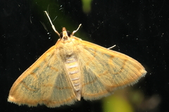 Pyraustini
