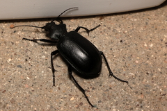 Calosoma