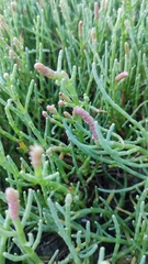 Salicornia pacifica