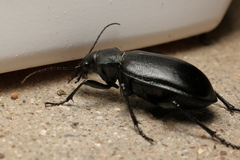 Calosoma