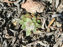 Anacampseros retusa
